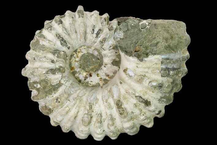 Bumpy Ammonite (Douvilleiceras) Fossil - Madagascar #160380